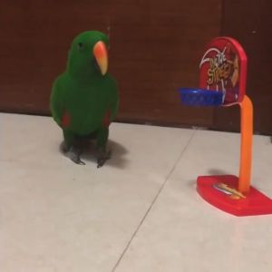 Bird Training Basketball Toy with 5 Balls Chew Toy for Parrot Cockatiel Lovebirds
