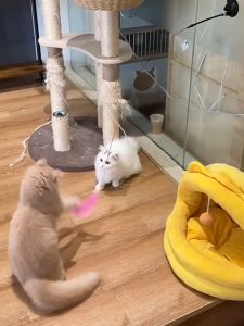 Mainan Tongkat Bulu Dengan Suction Cup Untuk Kucing Anjing