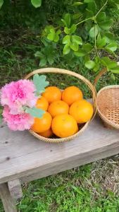 บ้านโคกพร้าว-ตะกร้า ตะกร้าไม้ไผ่สีสุก ทรงกลม ขนาด 9x9x4 นิ้ว (สีน้ำตาล)( ใบเล็ก ) ตะกร้าสาน ตะกร้าใส่ของ ตะกร้าผลไม้ Basket