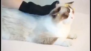 Sarung Tangan Pemijat dan Perapi Bulu Hewan True Touch Pet Glove