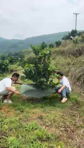 ผ้าคลุมวัชพืช พลาสติกเกรดส่งออก ผสมUV ฆ่าหญ้า ทำเฉพาะคุณภาพ