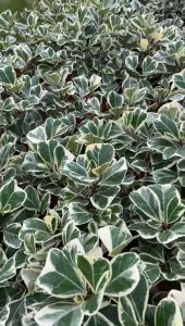 Ficus Triangularis Variegate | 花叶三角 | 心叶榕锦 | Indoor Plants | Outdoor Plants | Real Plants | Real Stock | Easy Maintenanc