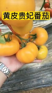Yellow Royal Concubine Tomato SeedsBiji Berbih Tomato Kuning (30seeds)
