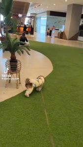 Kani Retractable Dog Leash: A Durable & Versatile Solution