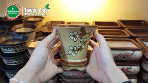 Pot Keramik Bonsai Tinggi Bundar Kecil: Desain Elegan & Berkualitas Tinggi