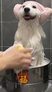 Dog Bath Massage Brush Comb Bathroom Shower Brush for Dogs Cats Pet Grooming Shampoo Dispenser