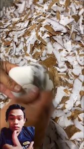 PISAU KUPAS KULIT KELAPA DAN UBI / ALAT PENGUPAS KULIT KELAPA