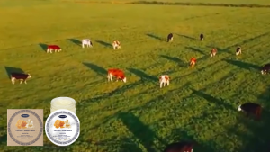 WoodSleep Grass-fed Beef Fat Honey Balm Moisturizing gentle nourishing and soft skin care cream