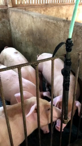 8PCS Pig Drinker Stainless Heavy Duty Nipple Drinker For Piglet Inuman Ng Baboy