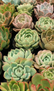 Sen Đá sỏi kẹo  size bầu 5-7 cm cây già khỏe