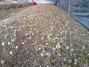 Kecambah Kopi Robusta Lampung Unggul 500 biji