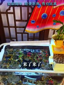 KUOTING | Bể Cá Có Hệ Thống Lọc Và Oxy Hóa Bằng Phương Pháp Cổ Điển
