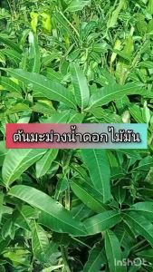 ต้นมะม่วงน้ำดอกไม้มัน ขนาด 65 - 100 ซม. ผลมีขนาดใหญ่  เนื้อด้านติดเมล็ดจะนิ่มและหวานหอมเป็นที่นิยมชมชอบมากสำหรับผู้บริโภค