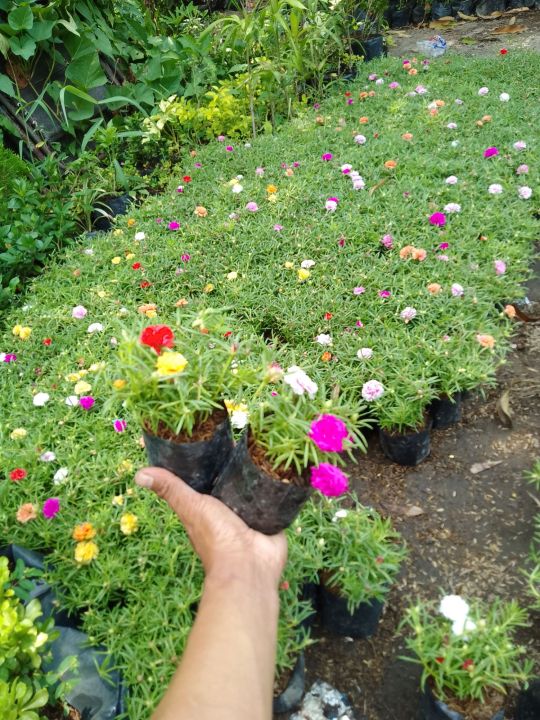 assorted in 1 pot alas diyes vietnam rose💥 20 plus 5 free💥 /not