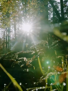 Chainsaw Germany imported Original 24 Inches High Power Gasoline Chainsaw Portable Mini Steel Power Saw Tool