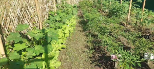 MUSTASA SEED`S (MUSTARD) FAST GROWING "HYBRID"