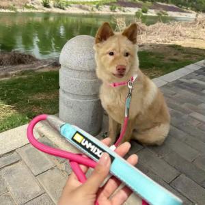 UNMIXED Pet Collar Leash Set Quick Release Buckle Adjustable Strap Zinc D-Ring 360° Swivel Padded Handle Polyester