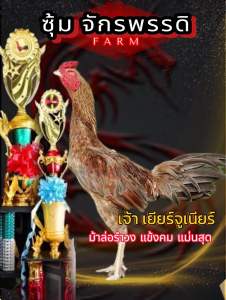 ไข่ไก่ชนพม่า เจ้าเยียร์จูเนียร์ ม้าล่อรำวง แข้งคม แม่นสุดๆ
