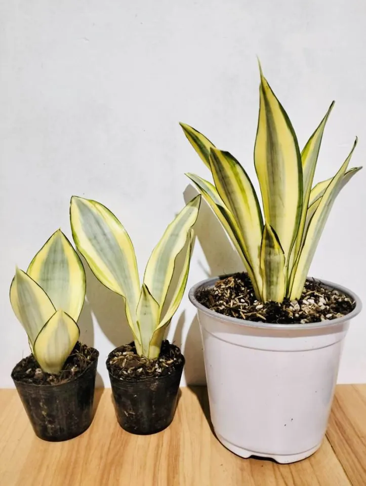strelitzia augusta unterschied nicolai Strelitzia Nicolai | 170cm