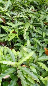tanaman hias daun calathea rupibarba green