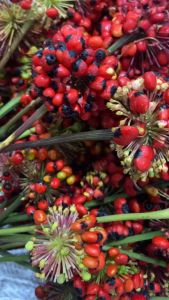 Hạt giống sâm Ngọc Linh ( hạt đỏ tươi đã già)