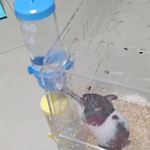 ขวดน้ำแฮมเตอร์ 250ml: ขวดน้ำแฮมเตอร์ 250ml ที่ให้น้ำอัตโนมัติ หมา แมว ขวดน้ำแฮมเตอร์ 250ml