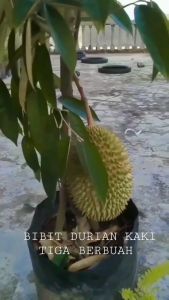 Bibit Durian Kaki 3 Bersertifikat Garansi Asli