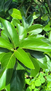 Daun Alpukat Segar 500 gram / Daun Alpukat Segar 1 kg Alami Langsung Dipetik Dari Kebun