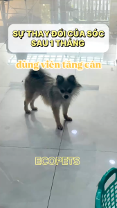 Hũ 200 Viên phô mai tăng nọng cho mèo Ecopets kích thích ăn cho mèo giúp tăng cân mượt lông