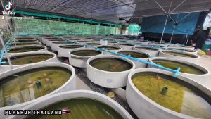 PowerUp Fishfood อาหารปลาทอง ขนาด 180 กรัม สีขาวเร่งสี / สีดำเร่งโต เร่งสีโทนดำ ขับลม ไม่ทำไห้น้ำขุ่น ใช้แทนอาหารสดได้เลย