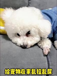 Cocoyo | Tã Phòng Ngừa Cho Chó Đực 2-6 Pound