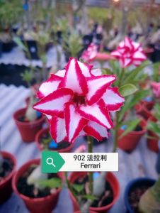 Adenium Obesum Bonsai ID 902 Ferrari 法拉利 富贵花