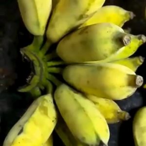Pisang Siem Fresh Baru Petik | Pisang Bayi Dan Pisang Untuk Penderita Asam Lambung
