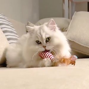 Set ไม้แมว มีที่ลับเล็บในตัว ไม้ตกแมว ไม้ล่อแมว ไม้แมว ของเล่นแมว สําหรับแมว สําหรับสัตว์เลี้ยง