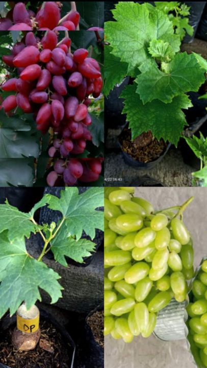 Chozilgan mushuk fotosuratlari