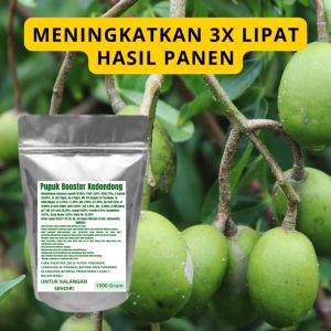 Pupuk Booster Kedondong Pelebat Organik Cepat Berbuah Lebat Besar Anti Rontok Pembesar Kedondong
