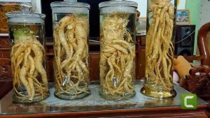 Bình Trụ Rồng Có Vòi 12 Lít Cao Cấp Bình Gạn Nước Cao Cấp Tại Việt Nam Bình Trụ Rồng Chất Liệu Thủy Tinh - Lazada