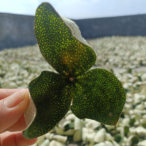 Authentic Guangdong Speciality Newui Old Tree Chinesepineapple Peels Genuine Traditional Snack Dried Fruit Skin Bagasse Tea