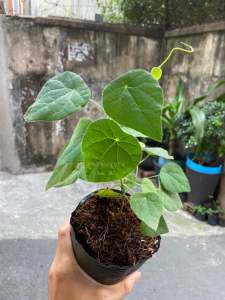 3 bầu Sương sâm lông (1 bầu 2 cây). Gốc già