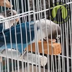 SEMPATI Mainan Burung Lovebird Kayu Gigitan Kayu Krikitan Penurun Birahi Burung Parkit Parrot Paruh Bengkok Nuri Kakaktua Falk