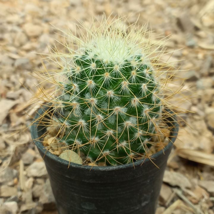 แมมรีคอย (Mammillaria rekoi subs. leptacantha ) ขนาดกระถาง 2.5 นิ้ว ภาพ ...