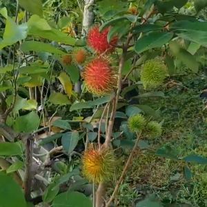 Rambutan Super Red Sweet Unggulan Cepat Berbuah (GARANSI)