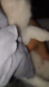 OBAT SCABIES KUCING ANJING OBAT JAMUR KUCING ANTI SCABIES IMPETIGO DEMODEX AMAN TERJILAT - BIO SCABIES MAXICARE CLEVER SOLUTION ROYAL CARE ELOPE GOLDEN PAW ANTI SCABIES PLUS