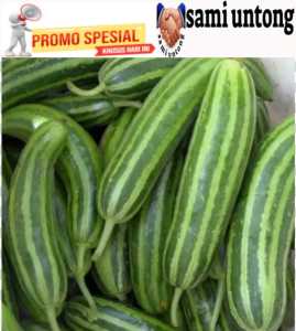 COD!!! 500 BIJI BENIH TIMUN KRAI SUPER UNGGUL BENIH sayur sayuran SIAP TANAM