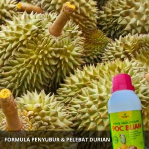 Obat Penyubur Tanaman Durian Bibit / POC Pupuk Pelebat Buah Durian Pelebat Pemanis Pembesar Durian