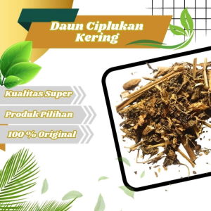 Jamu Herbal Tradisional Tanaman Daun Ciplukan kering