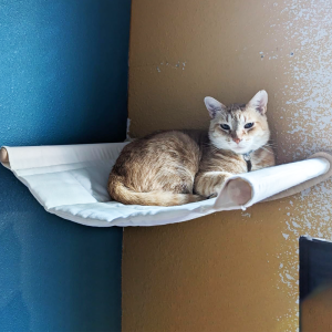 Wall Cat Hammock Solid Wood Wall Mounted Cat Stand Large Cat Perch and Cat Bed Stylish Indoor Furniture for Cats to Sleep