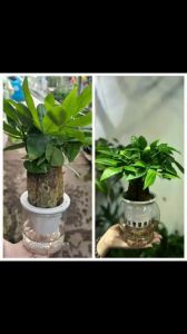 Cây kim ngân thuỷ sinh để bàn trồng nước không cần đất giúp giữ vệ sinh và không gian luôn sạch sẽ
