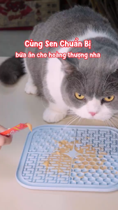 [NHẬP KHẨU THÁI - COMBO 10 LON] LON INABA CIAO Thức Ăn Ướt Cao Cấp Cho Mèo Thịt Xé Nhỏ Với Thạch 🐾😸