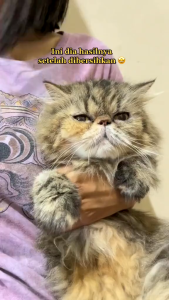 Holycatlabs Royal Care Obat Mata | Obat Mata Tetes Kucing Ampuh Mengobati Iritasi